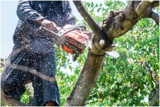 tree services Franklin Farm